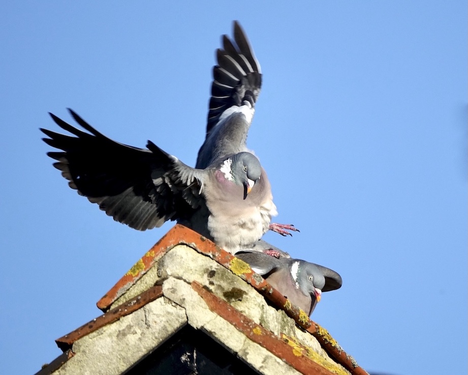 woodpigeon